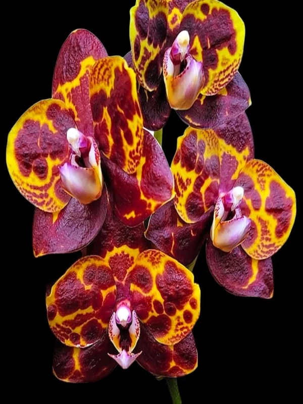 Phal_GW_Green_World_Snakeskin Phalaenopsis GW Green World Snakeskin - Image 1