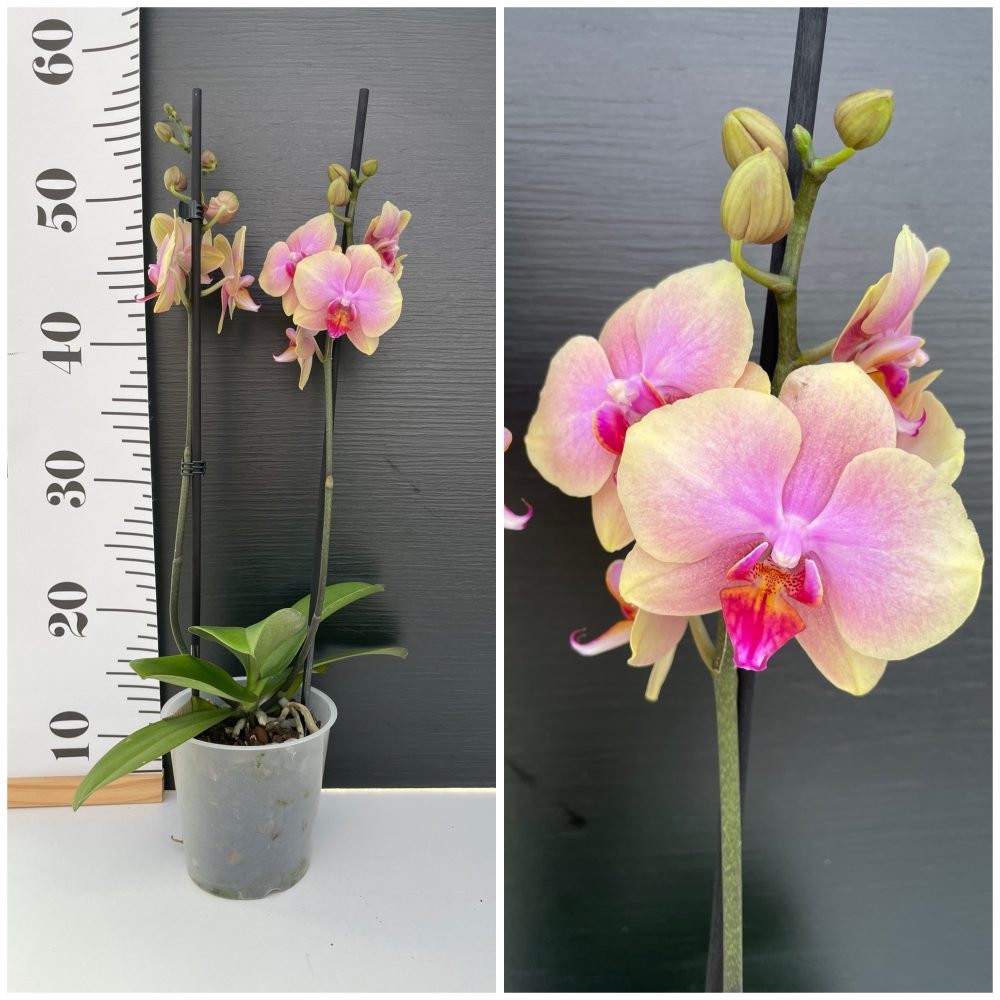 Avatar Phalaenopsis Avatar - Image 1