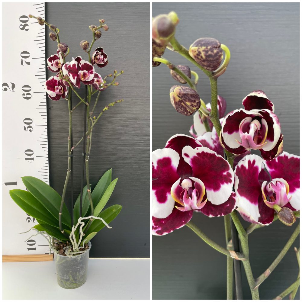 Black Magic Phalaenopsis Black Magic - Image 1