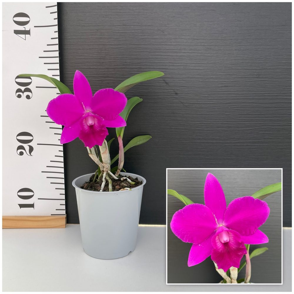 Cattleya Purple Cattleya Purple - Image 1