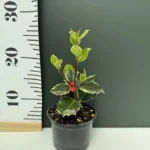 ILEX Aquifolium Variegate