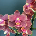 Ορχιδέα Phalaenopsis Multiflora - RED