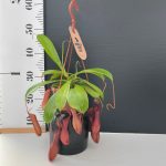 Nepenthes