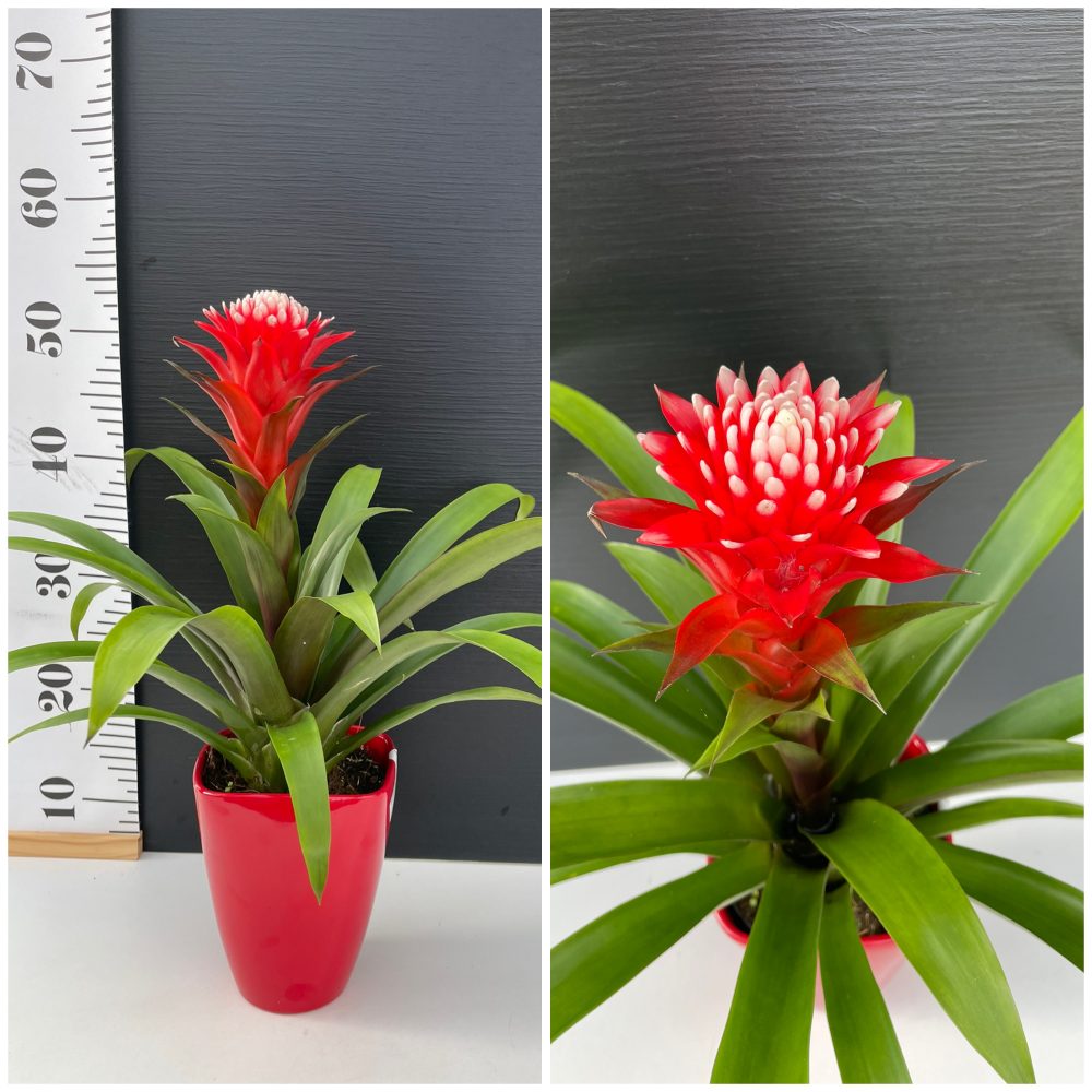 IMG_7834 Guzmania Hope - Image 1