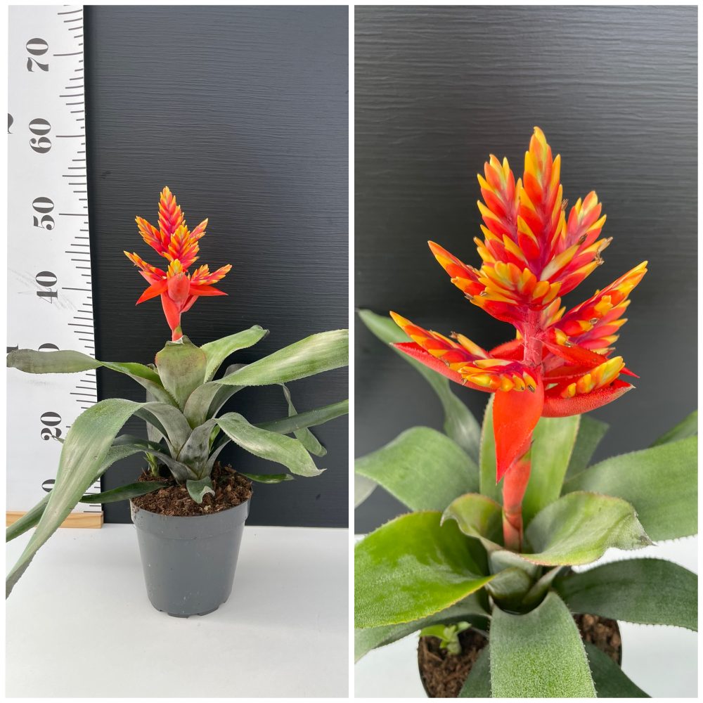 IMG_7835 Aechmea Pepita Elegant - Image 1