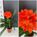 Clivia Miniata
