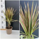 Dracaena Bicolor