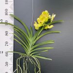 Vanda Lemon