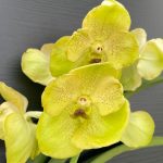 Vanda Lemon - Image 2