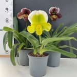 Paphiopedillum Complex (Bulldog Slippers) XXL flowers