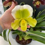 Paphiopedillum Complex (Bulldog Slippers) XXL flowers - Image 2
