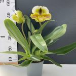 Paph. Complex XXL flowers