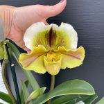 Paph. Complex XXL flowers - Image 2