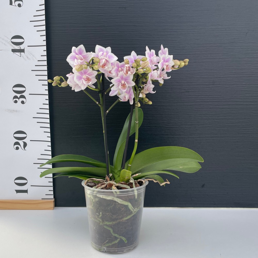 MF pink Ορχιδέα Phalaenopsis Multiflora - PINK - Image 1