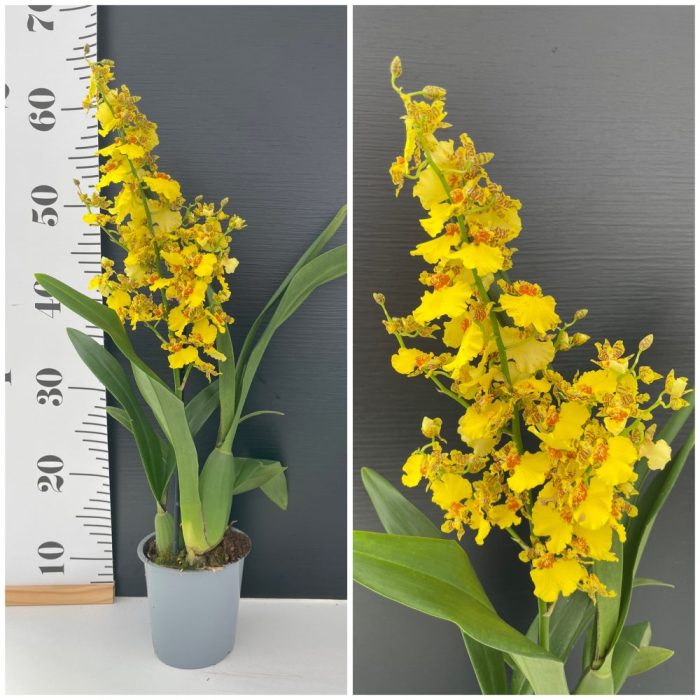 Oncidium • Ελληνικές Ορχιδέες • Μοναδικές ορχιδέες με στυλ και αρώματα!