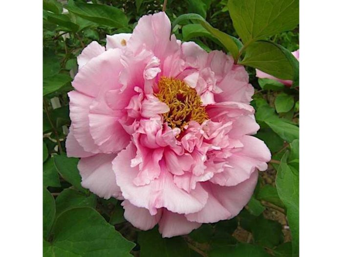 750000. Paeonia Suffruticosa 4 800x600 1 • Ελληνικές Ορχιδέες • Μοναδικές ορχιδέες με στυλ και αρώματα!