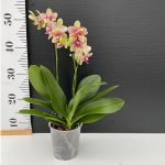 Ορχιδέα Phalaenopsis Grosetto - Image 2