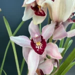 Ορχιδέα Cymbidium pink lip