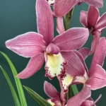 Ορχιδέα Cymbidium soft pink