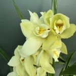 Ορχιδέα Cymbidium off-white