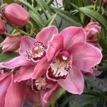 Ορχιδέα Cymbidium  light Red