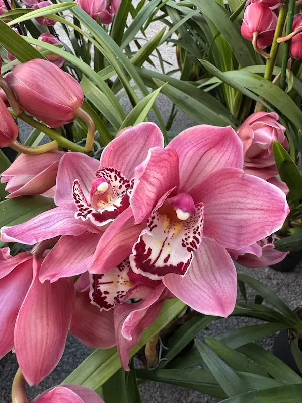 IMG_3744 IMG 3744 • Ελληνικές Ορχιδέες • Μοναδικές ορχιδέες με στυλ και αρώματα!