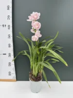 Ορχιδέα Cymbidium - Pink - Image 2