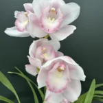 Ορχιδέα Cymbidium - Pink