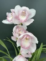 Ορχιδέα Cymbidium - Pink