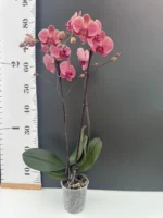 Ορχιδέα Phalaenopsis - Asian Coral - Image 2