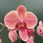 Ορχιδέα Phalaenopsis - Asian Coral