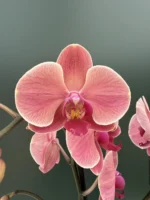 Ορχιδέα Phalaenopsis - Asian Coral
