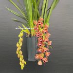 Cymbidium Novia - Image 2