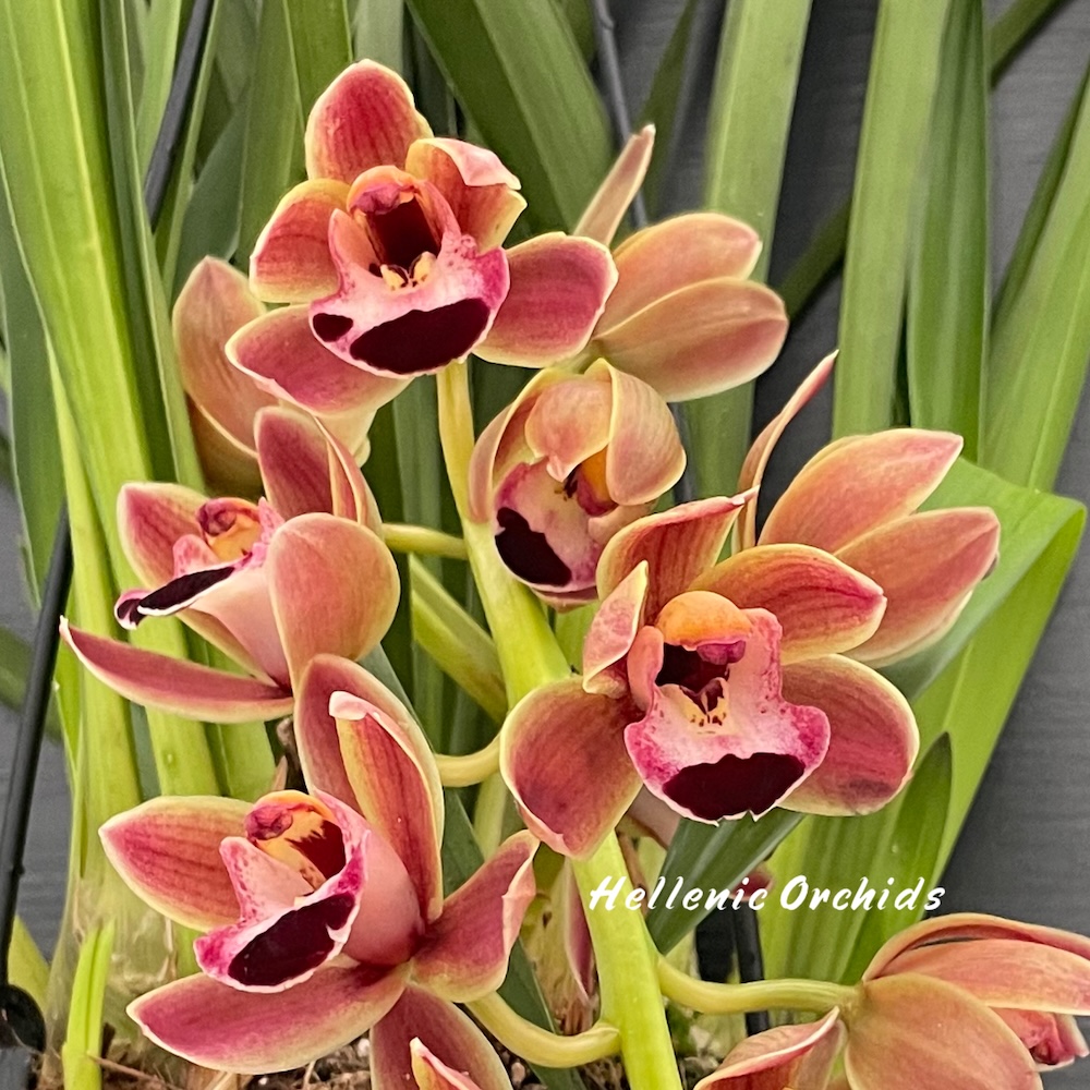 IMG_8503 Cymbidium Novia - Image 1