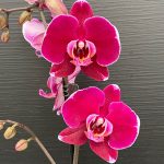 Ορχιδέα Phalaenopsis Bulls Eye