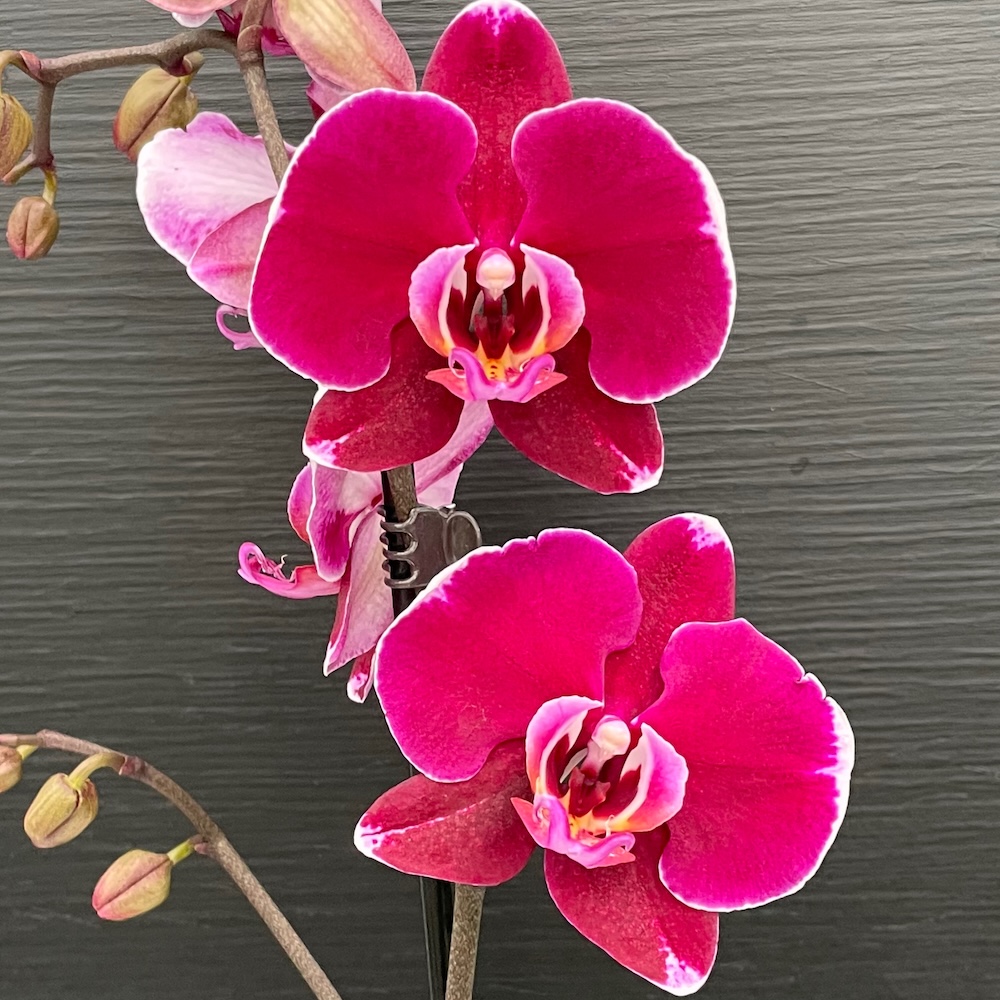 IMG_8550 Ορχιδέα Phalaenopsis Bulls Eye - Image 1