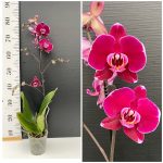 Ορχιδέα Phalaenopsis Bulls Eye - Image 2