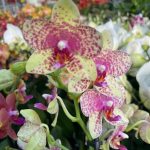 Ορχιδέα Phalaenopsis Grosetto