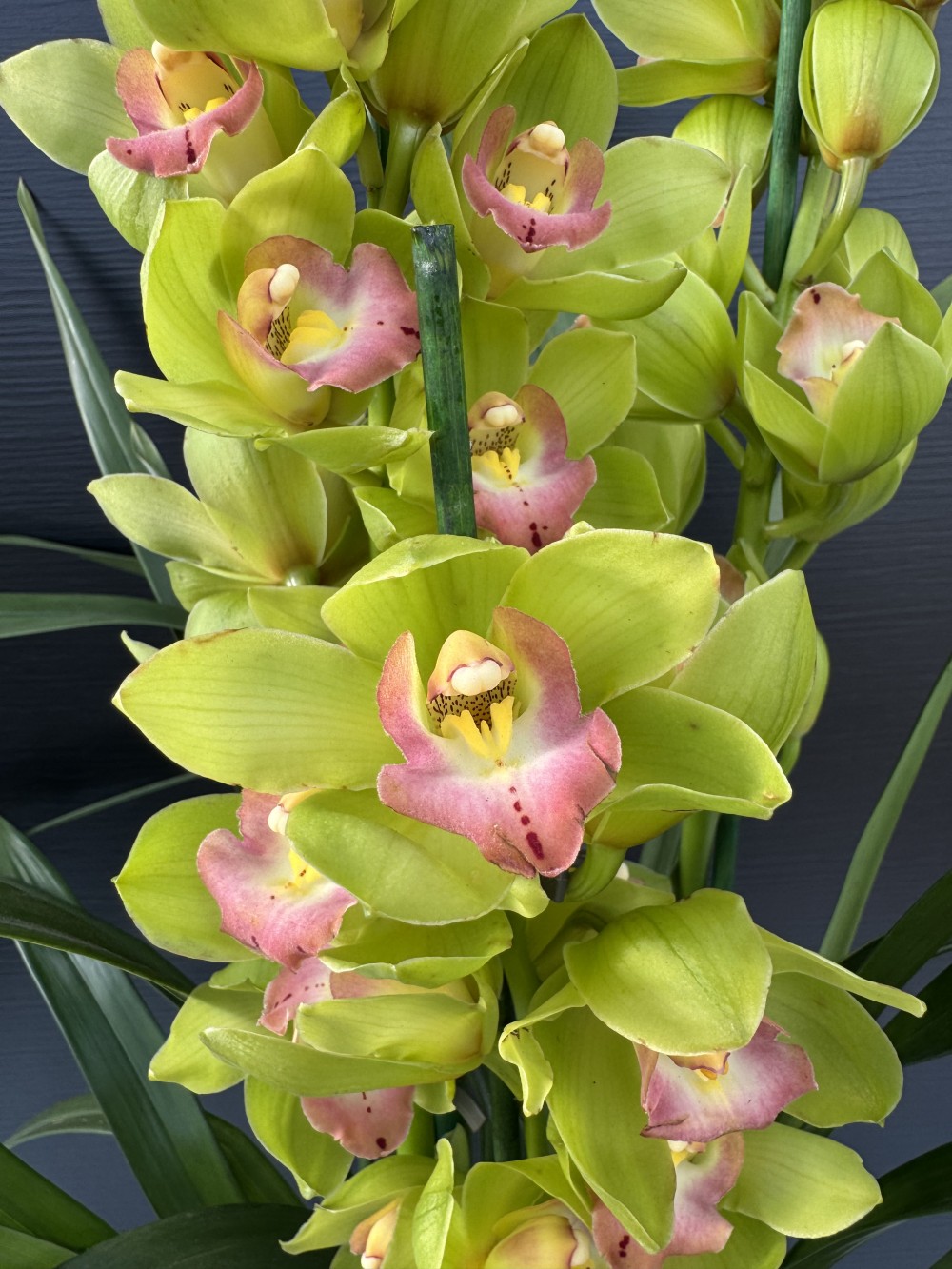 IMG_8913 IMG 8913 • Ελληνικές Ορχιδέες • Μοναδικές ορχιδέες με στυλ και αρώματα!