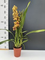 Cymbidium Golden Sun - Image 2