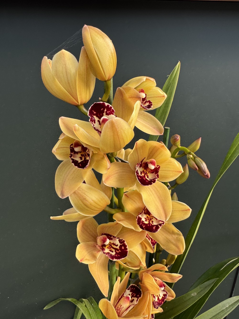 IMG_8916 Orchid Cymbidium Golden Sun - Image 1