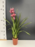 Ορχιδέα Cymbidium Watermelon - Image 2
