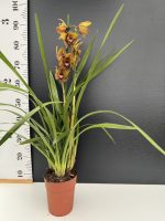 Ορχιδέα Cymbidium Brown Perla  Aroma - Image 2