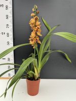 Orchid Cymbidium Golden Sun - Image 2