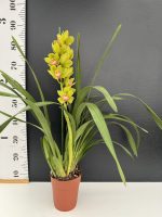 Orchid Cymbidium Winter Kiss - Image 2