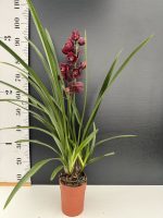 Ορχιδέα Cymbidium Red Fire - Image 2