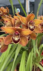 Ορχιδέα Cymbidium Brown Perla  Aroma