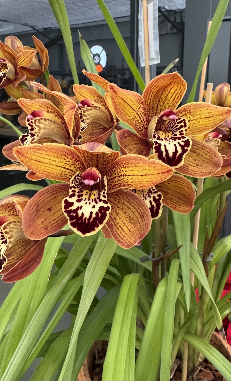 IMG_8960 Ορχιδέα Cymbidium Brown Perla Aroma - Image 1