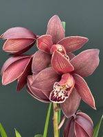 Ορχιδέα Cymbidium Chocolate