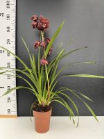 Ορχιδέα Cymbidium Chocolate - Image 2